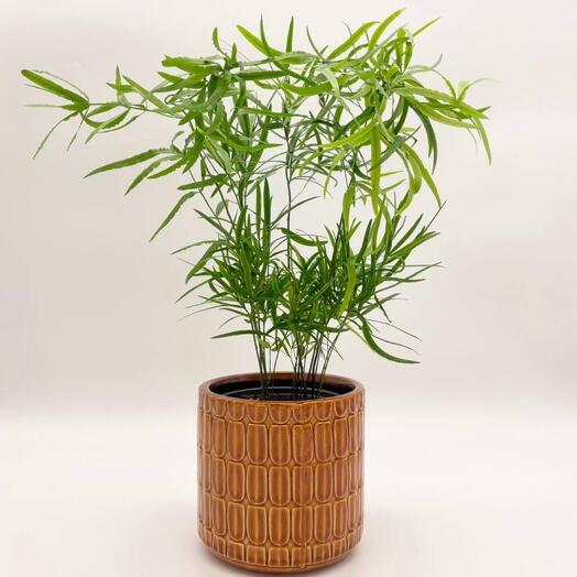 Аспарагус Фалькатус в кашпо Индиго