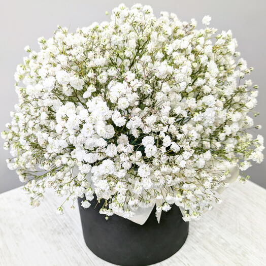 Gypsophila in a box