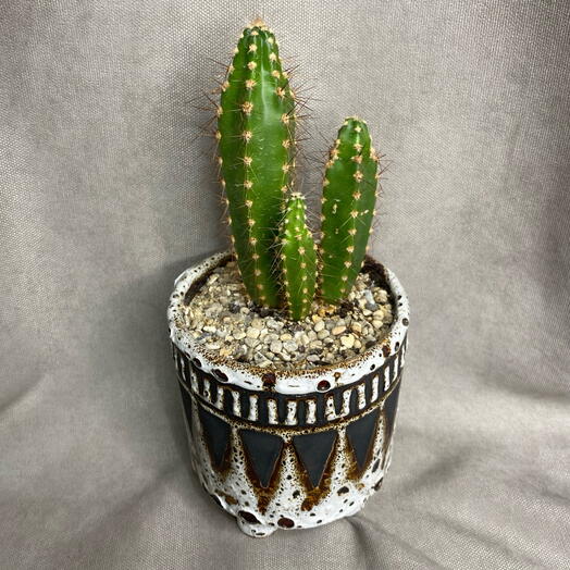 Кактус в кашпо 🌵