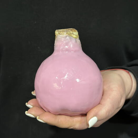 Нежно розовая Луковица Амарилиса