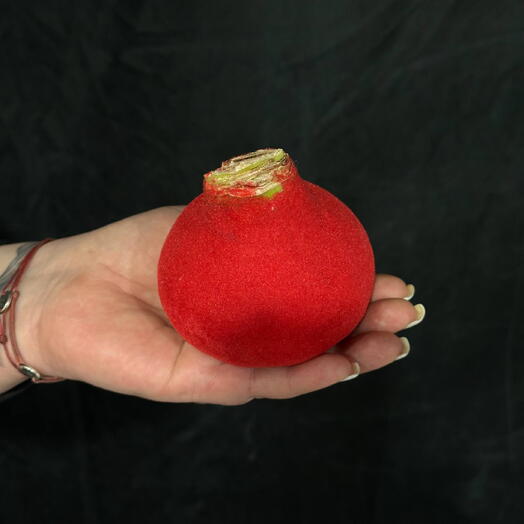 Луковица амариллиса