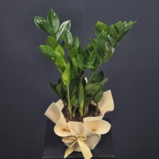 Комнатное растение "Замиокулькас"