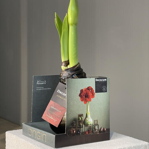 BLACK EARTH крупная луковица амарилиса в черном воске в подарочной коробке