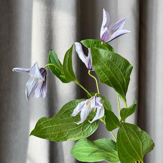 💜Клематис (ломонос) фиолетовый, синий весенний букет в подарок женщине