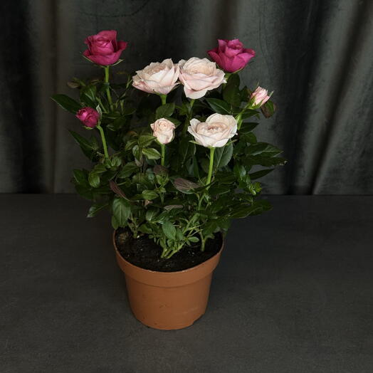 Роза двухцветная