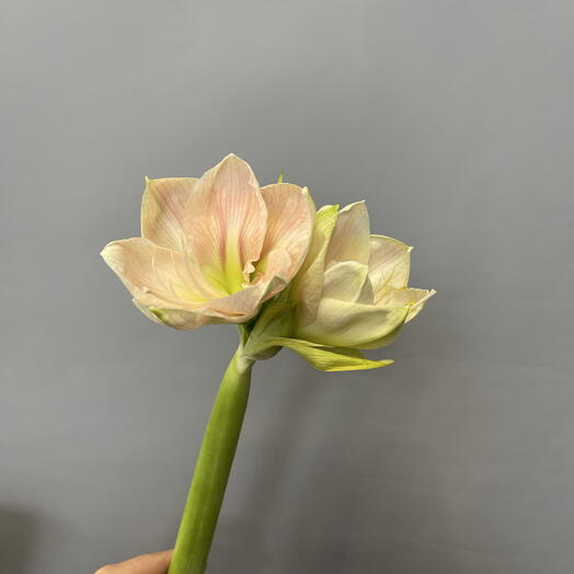 Амариллис нежно розовый🤍