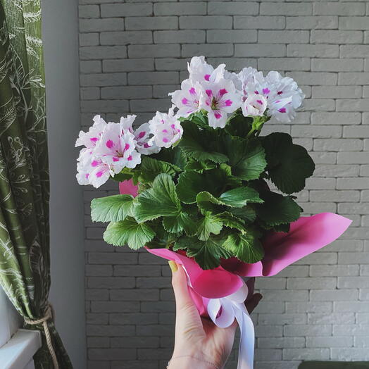 Пеларгония белая