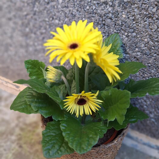 Gerbera