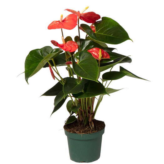 Red Anthurium