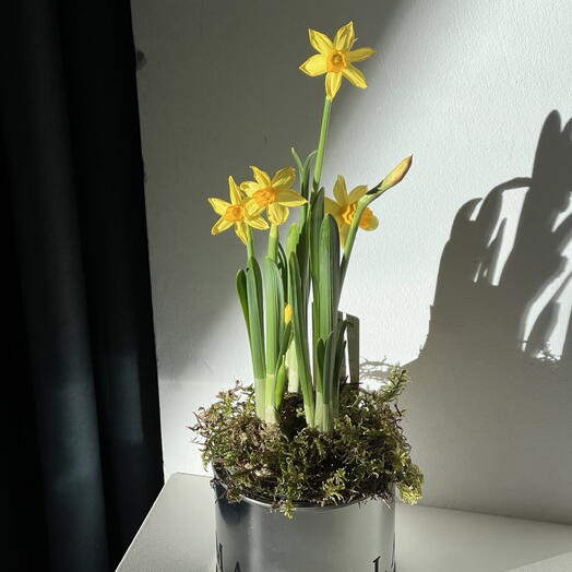 Нарцисс  в ведре