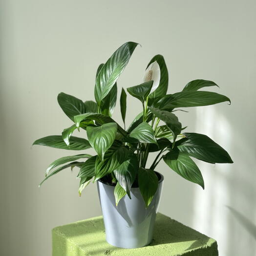 Pure Calm (Spathiphyllum in grey pot)