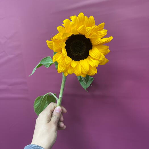 Подсолнух 🌻