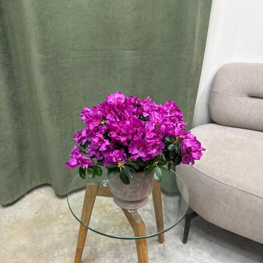 Азалия фуксия / микс