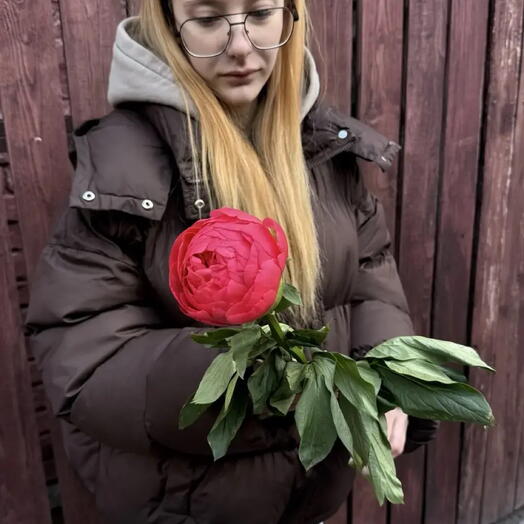 Пион корал L
