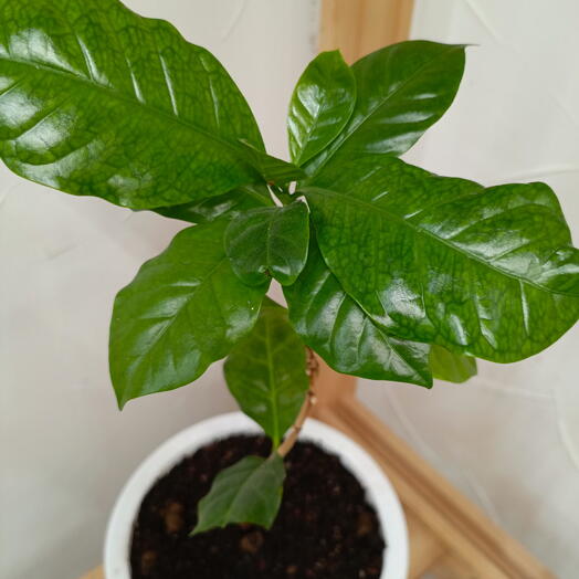 Кофе Арабика растение 16/40
