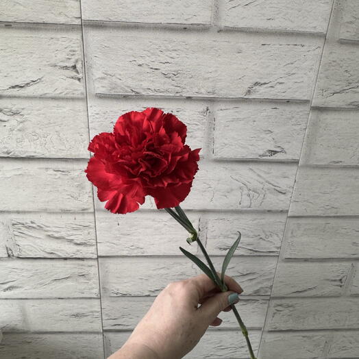 Гвоздика красная