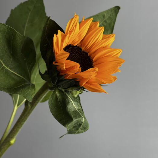 Подсолнух — частичка летнего солнца в вашем доме 🌻