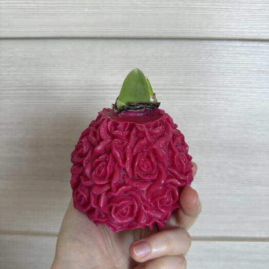 Амариллис в розовом воске узор Роза 🌸