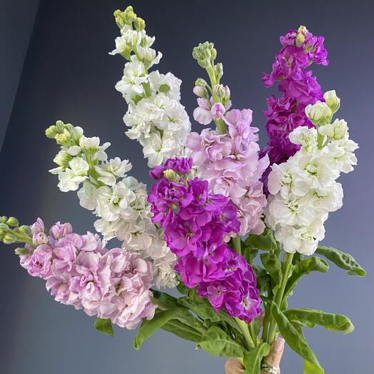🌸💜 Ароматная маттиола 7 шт