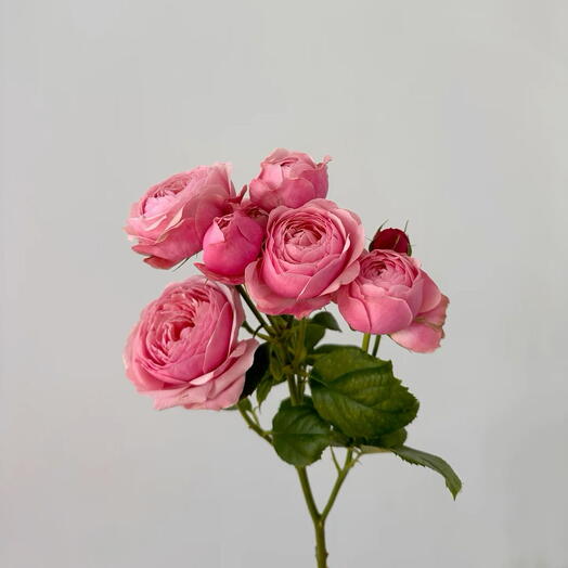 Роза кустовая пионовидная 🎀