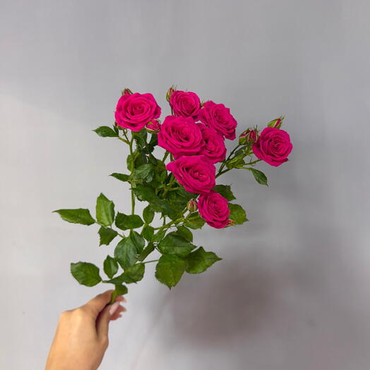 Кустовая Роза Pink Yo-Yo (1шт)