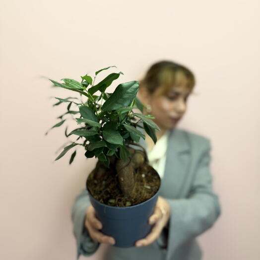 фикус микрокарпа