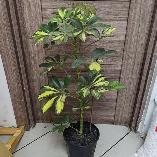 Schefflera