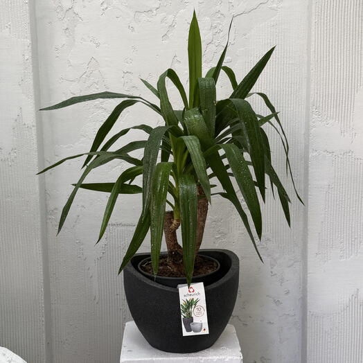 Юкка (Yucca)