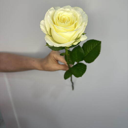 Роза белая