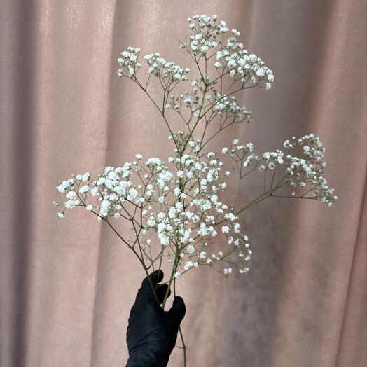 Гипсофила белая Алтай премиум🌷