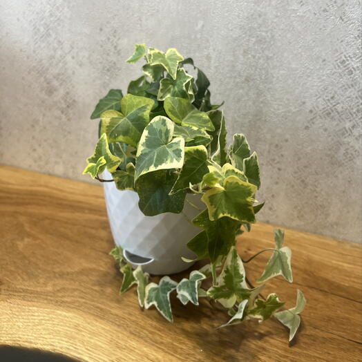 Hedera (лат. Hedera) в подарочном оформлении 🌱 Больше известная как плющ