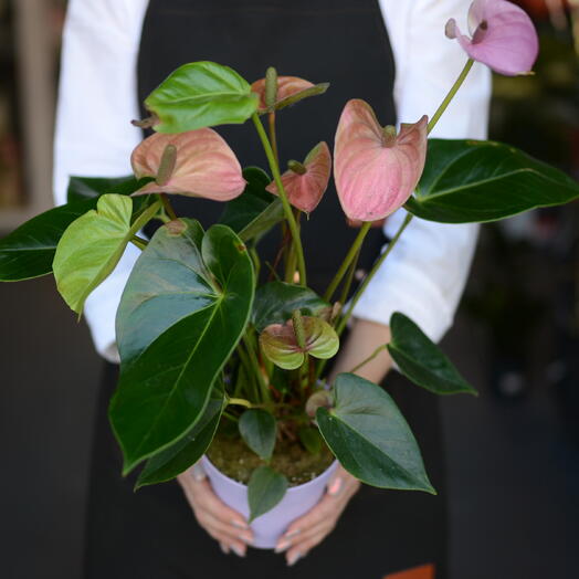 Антуриум Андрианум (Anthurium andraeanum), «мужское счастье» или «цветок фламинго»