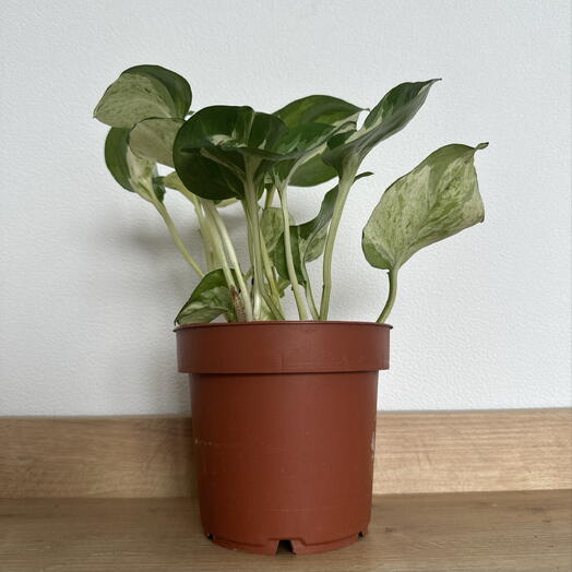 Epipremnum ‘Happy Leaf