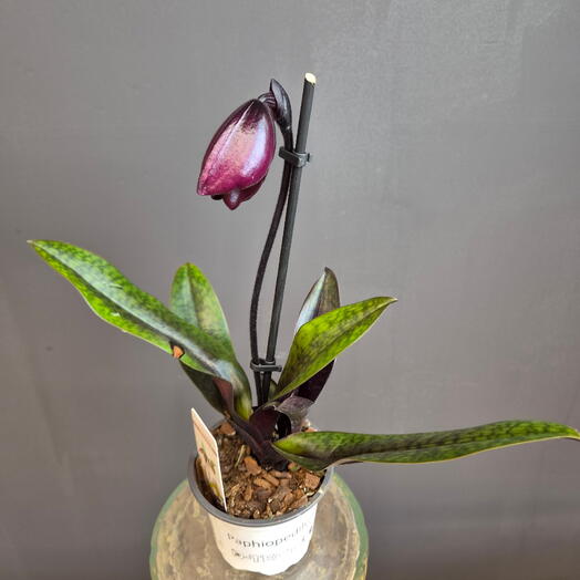 Paphiopedilum