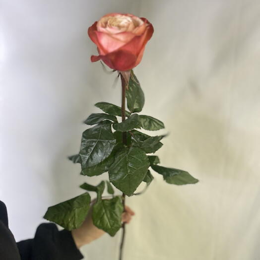 Цветы поштучно коралловая Роза маме девушке любимой на день рождения Эквадор Кахала