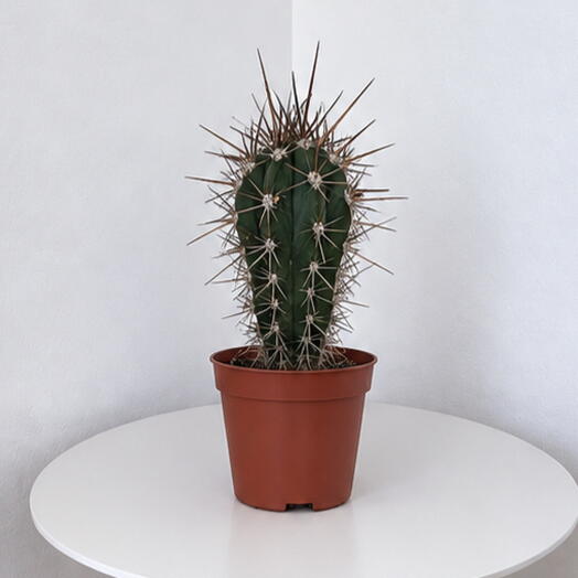 Stetsonia coryne – Argentine Toothpick Cactus