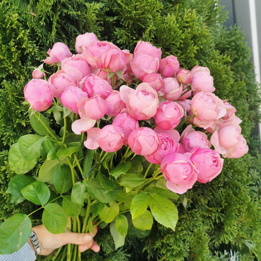 Сильва пинк 🌸
