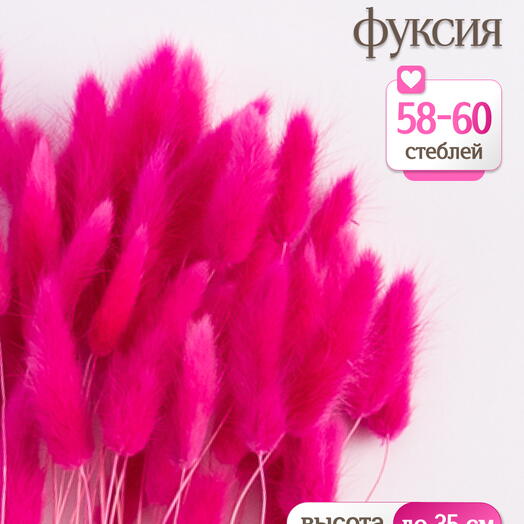 Лагурус фуксия 60 шт. Высший сорт. Высота 25-35 см М241