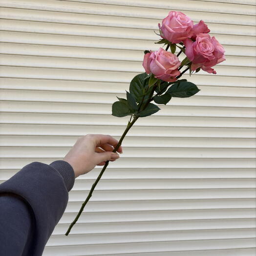Кустовая Роза нежно-розовая🌷