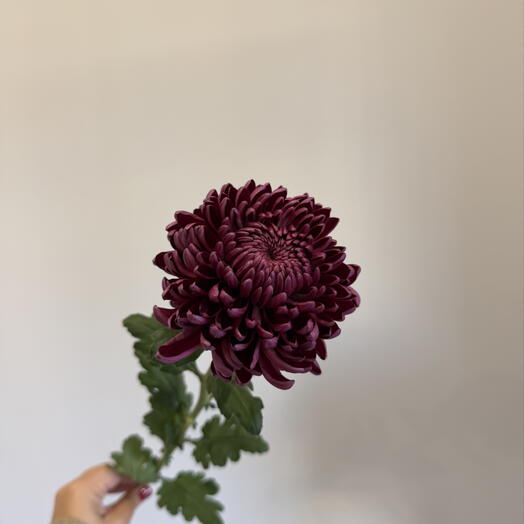 Burgundy | flowers & decor