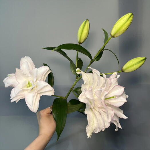 Лилия пионовидная 🌸