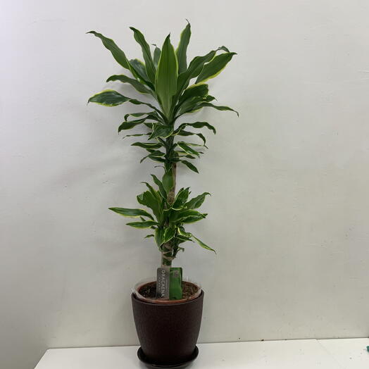 Драцена Fragrans высокая