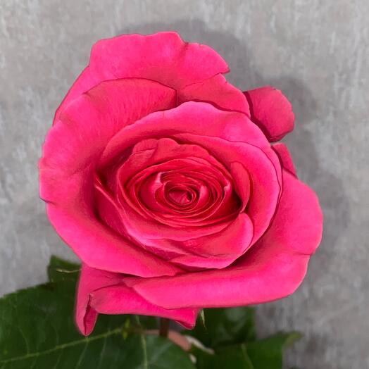 Rosa Rosa Floyd