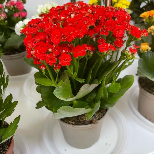 Каланхоэ микс