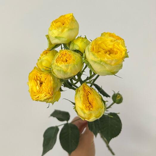 Rosa de peonía arbustiva