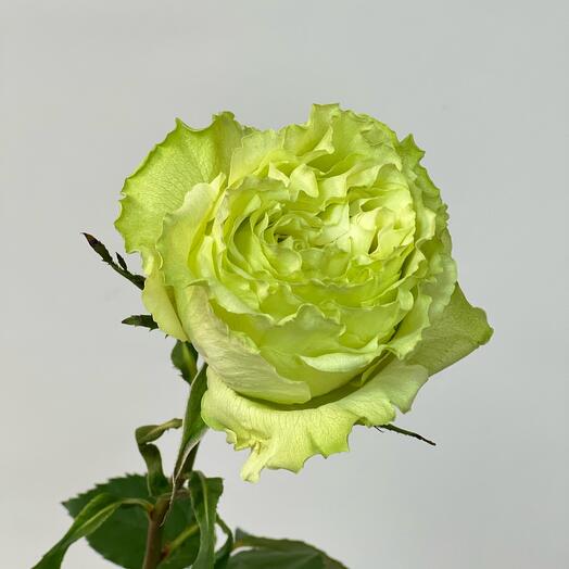 Rose Lemonade