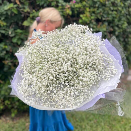 Gypsophila