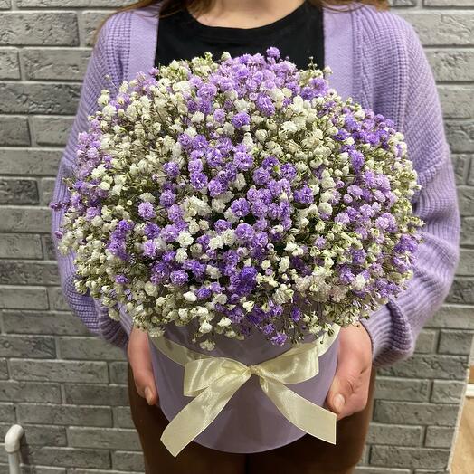 Gypsophila in a box