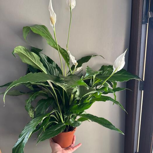 Spathiphyllum