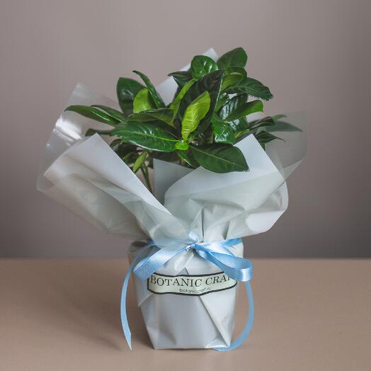 Гардения жасминовидная